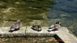 trois canards